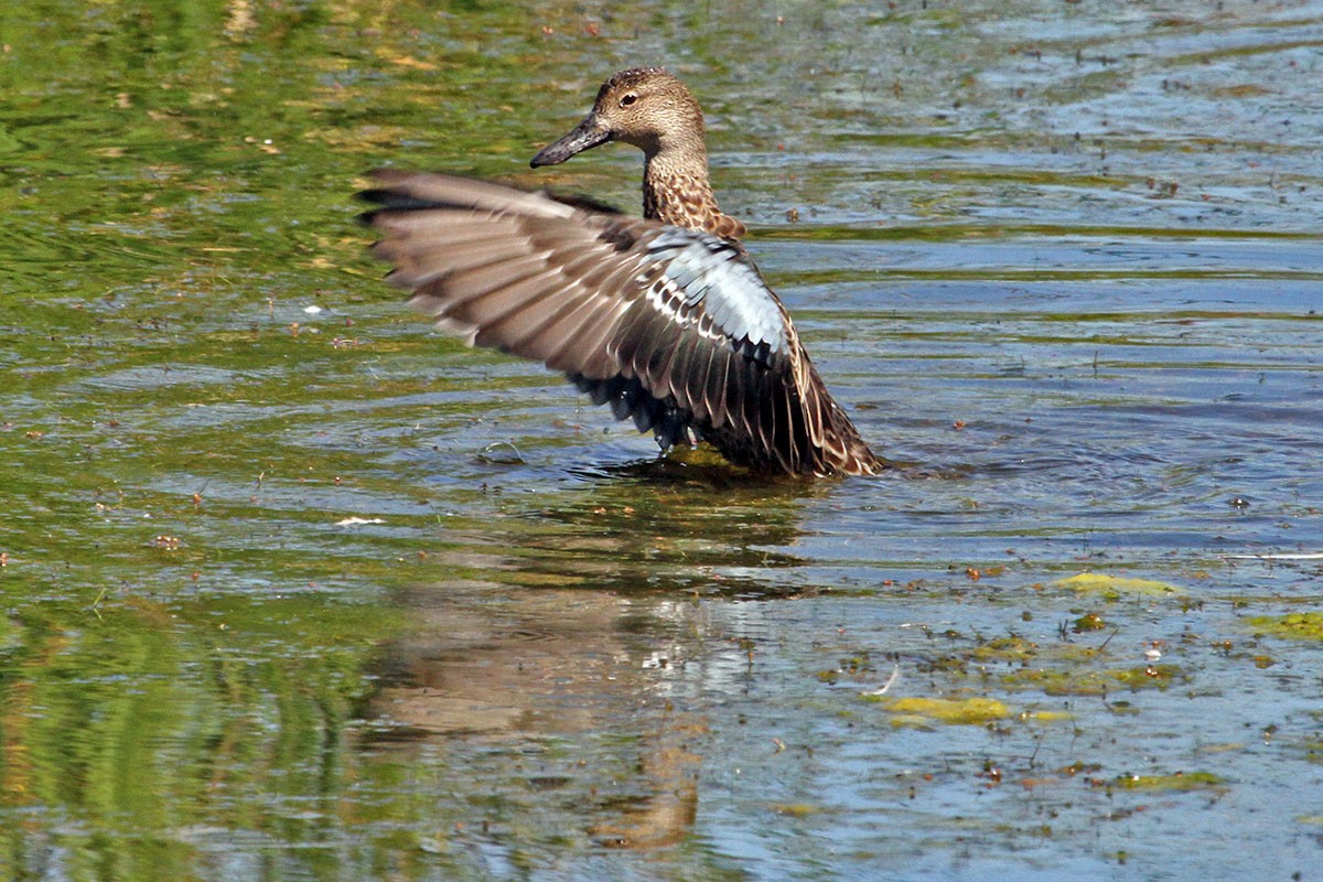 Cinnamon Teal - ML480078501