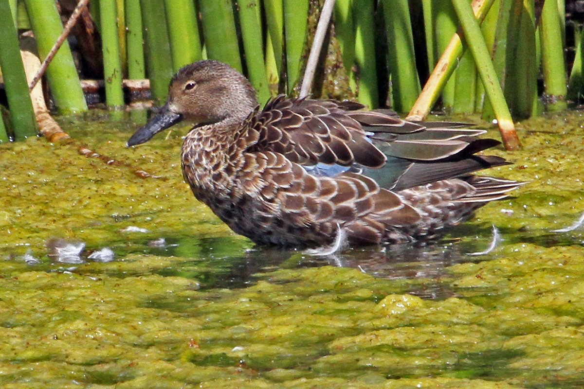 Cinnamon Teal - ML480078511