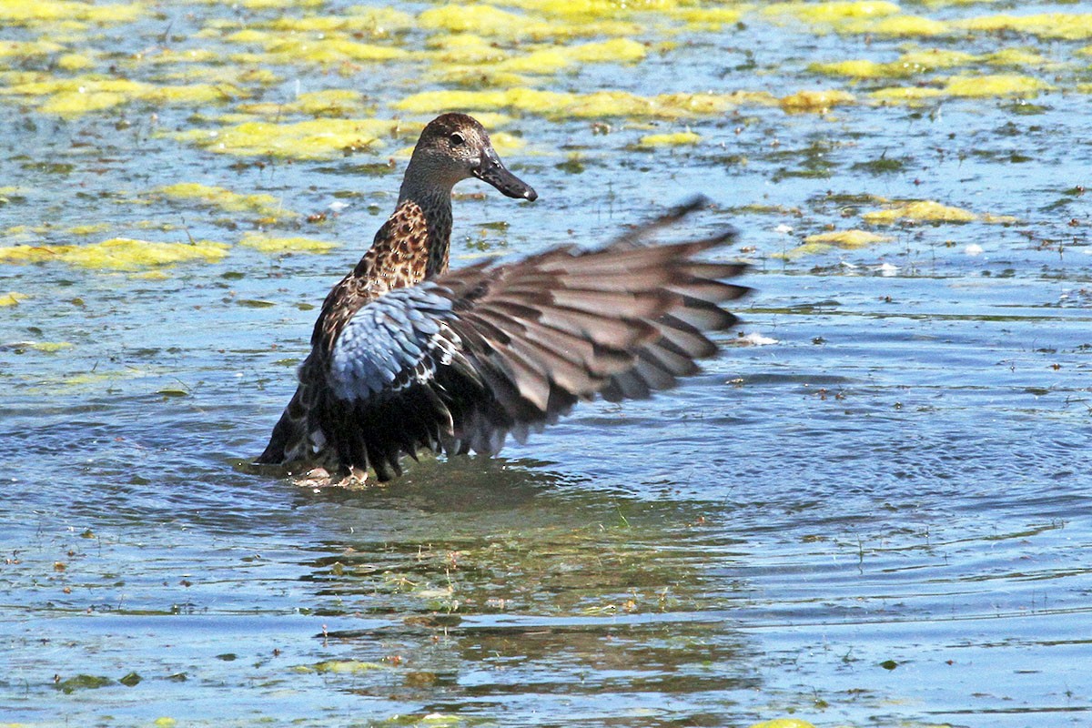 Cinnamon Teal - ML480078521