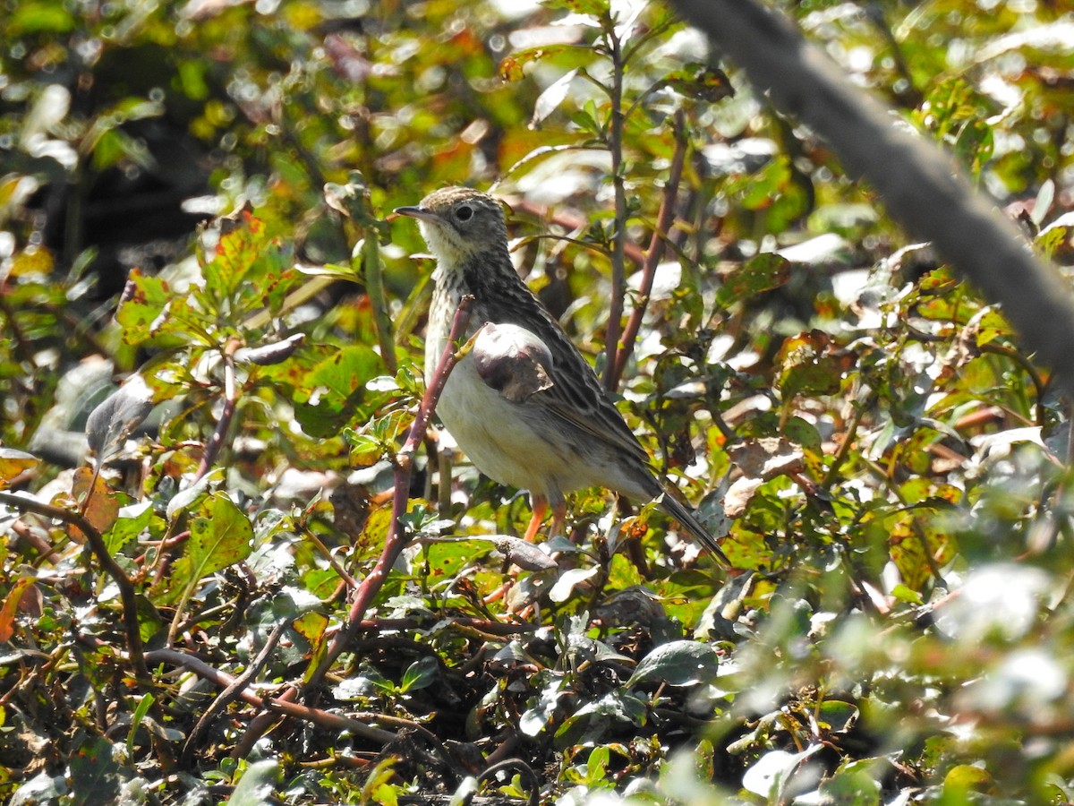 Yellowish Pipit - Yoshitharo Kuroki