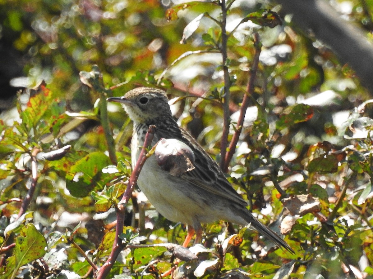 Yellowish Pipit - ML480078591