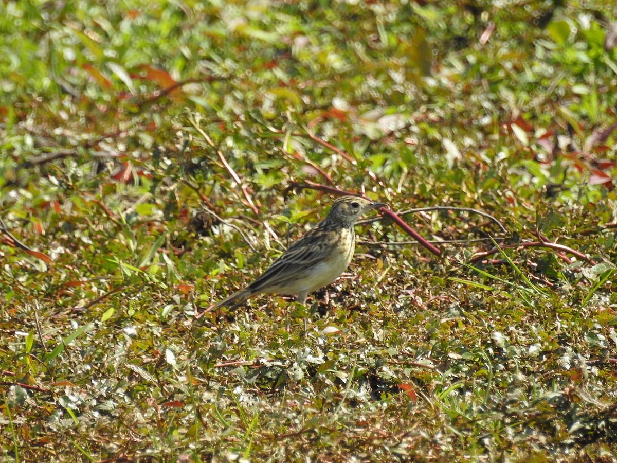 Yellowish Pipit - ML480078601