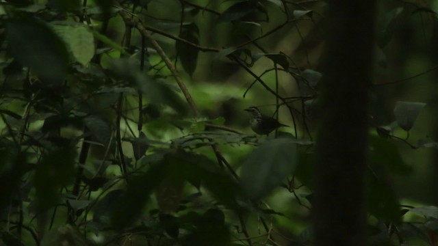 Striped Wren-Babbler - ML480079