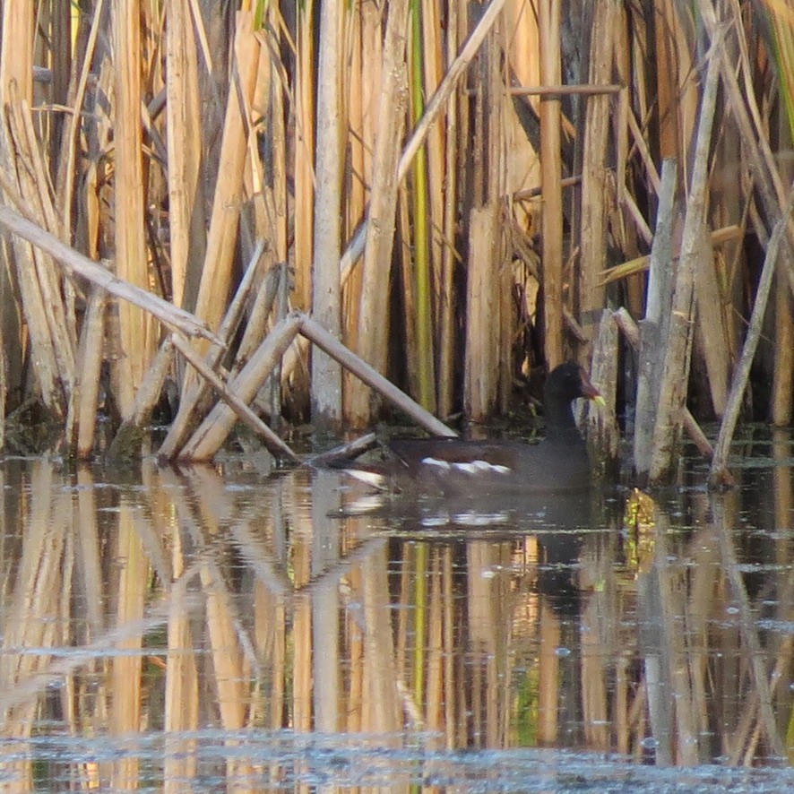 Common Gallinule - ML480079121