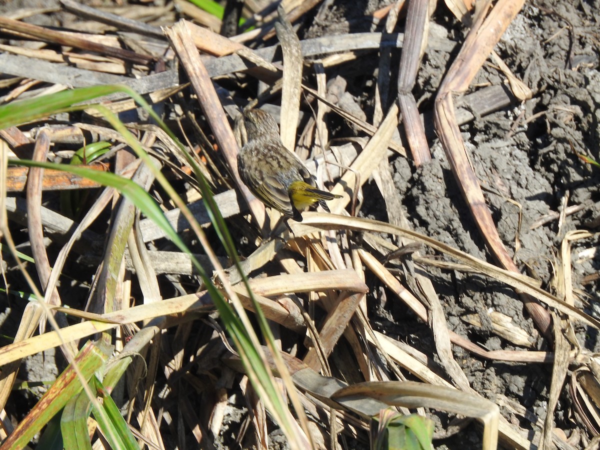 Palm Warbler (Western) - ML480079641