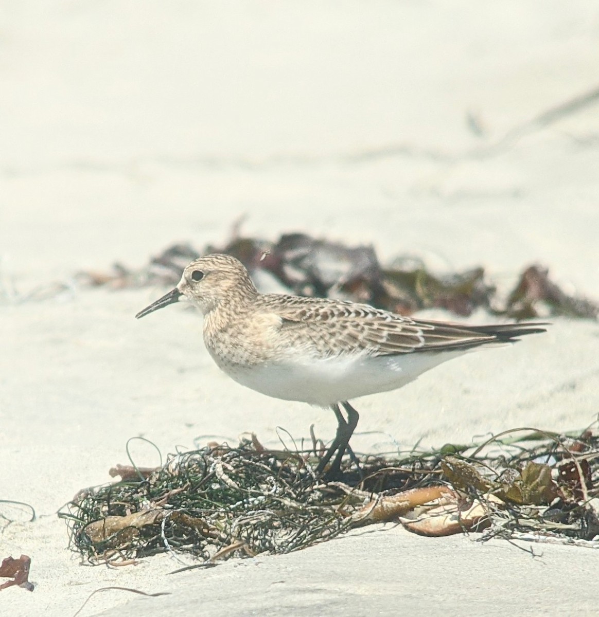 Baird's Sandpiper - ML480079671