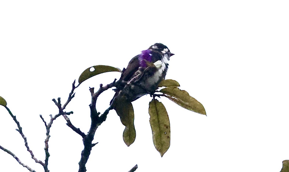 White-browed Purpletuft - ML480080111