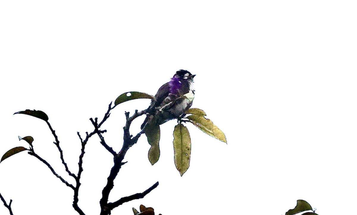 White-browed Purpletuft - ML480080121