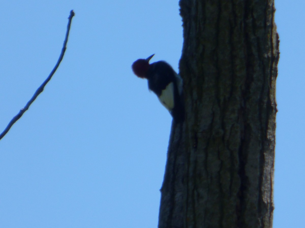 Red-headed Woodpecker - ML480080151
