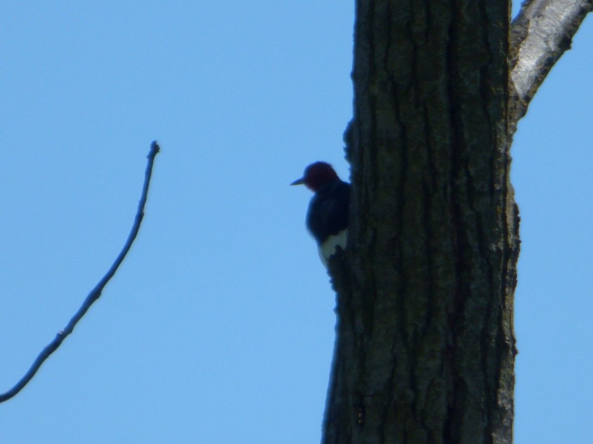 Red-headed Woodpecker - ML480080161