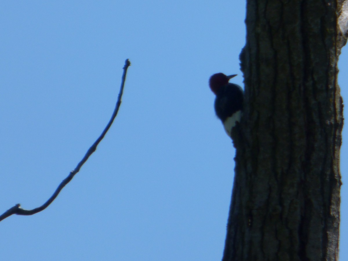 Red-headed Woodpecker - ML480080171