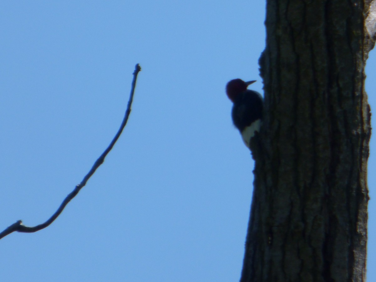 Pic à tête rouge - ML480080171