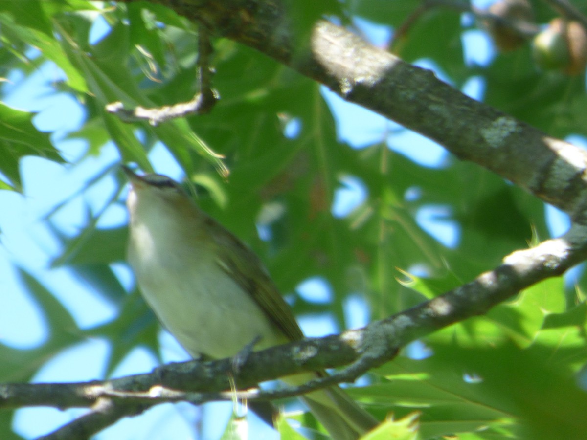 Kızıl Gözlü Vireo - ML480080211