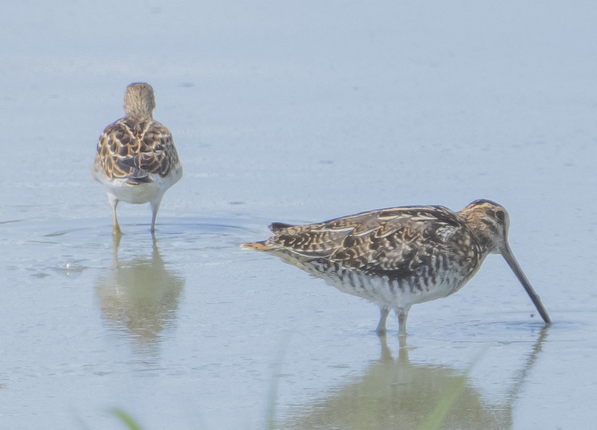 Wilson's Snipe - ML480080231