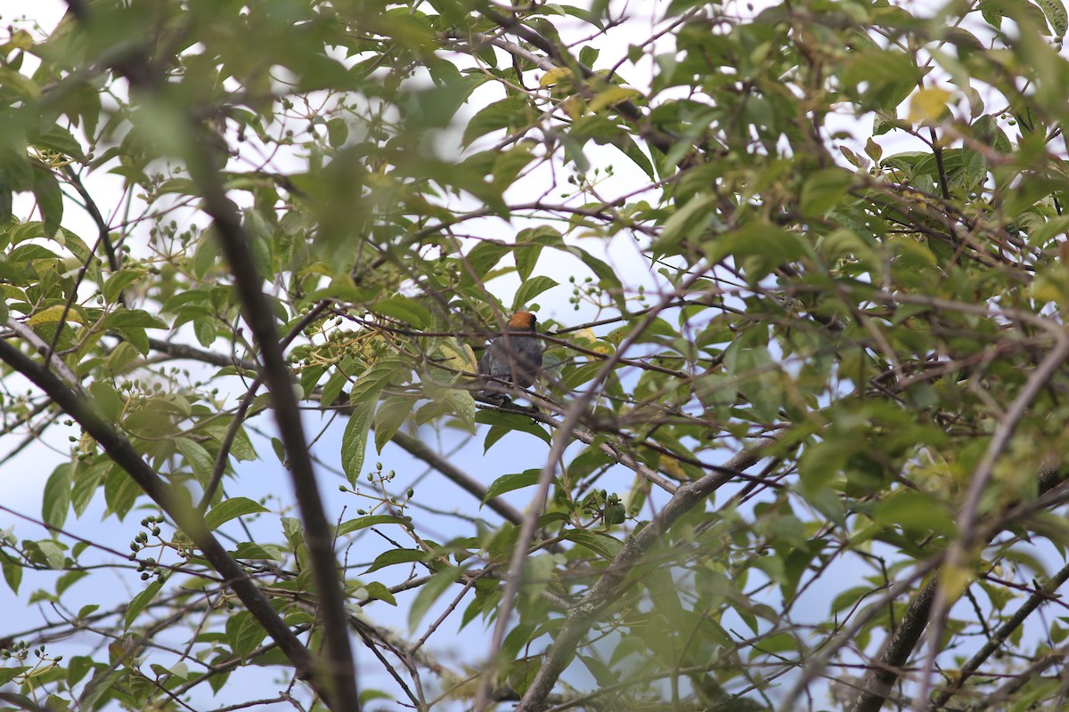 Black-spectacled Brushfinch - ML480081611