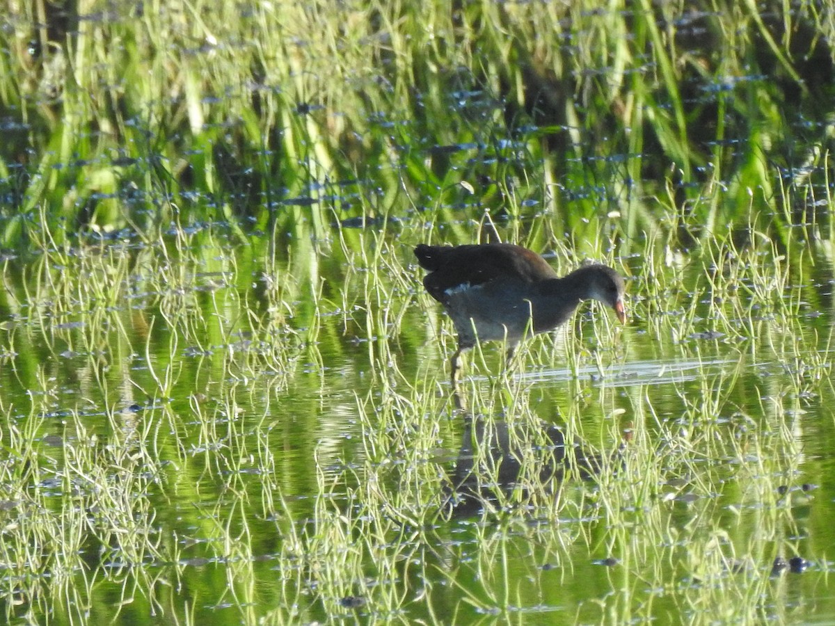 Common Gallinule - ML480081621