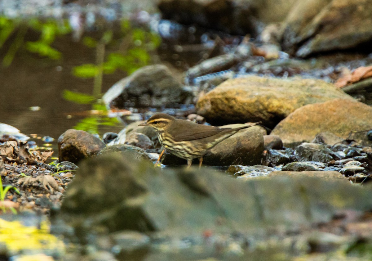 Northern Waterthrush - Alex Handler