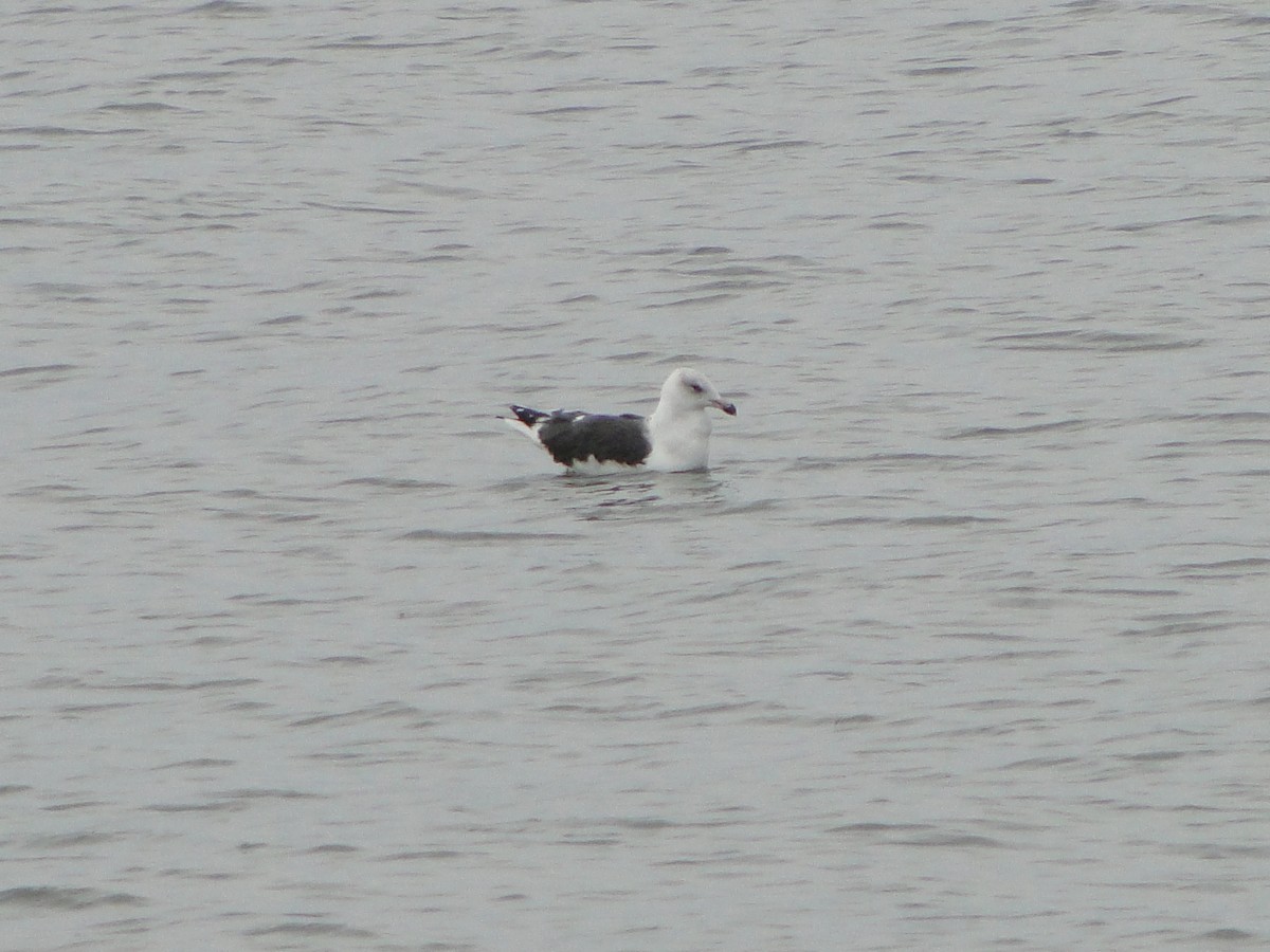 Great Black-backed Gull - ML480082101