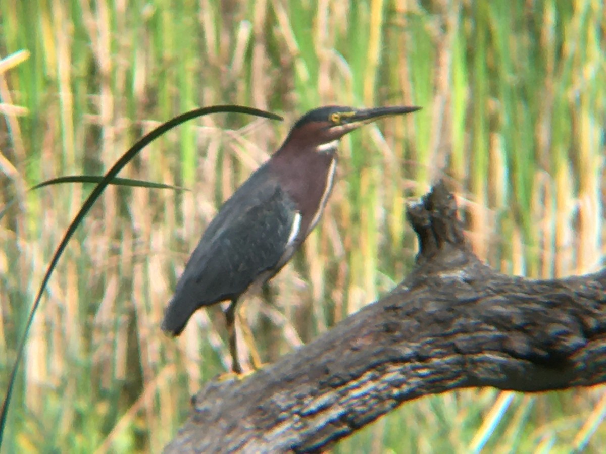 Green Heron - Betty Carty