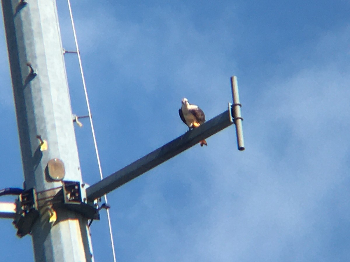 Águila Pescadora - ML480082411