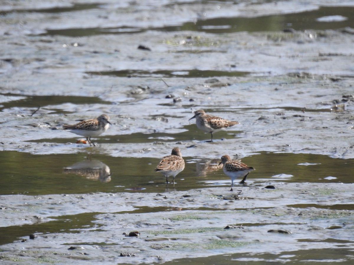 Least Sandpiper - ML480083321