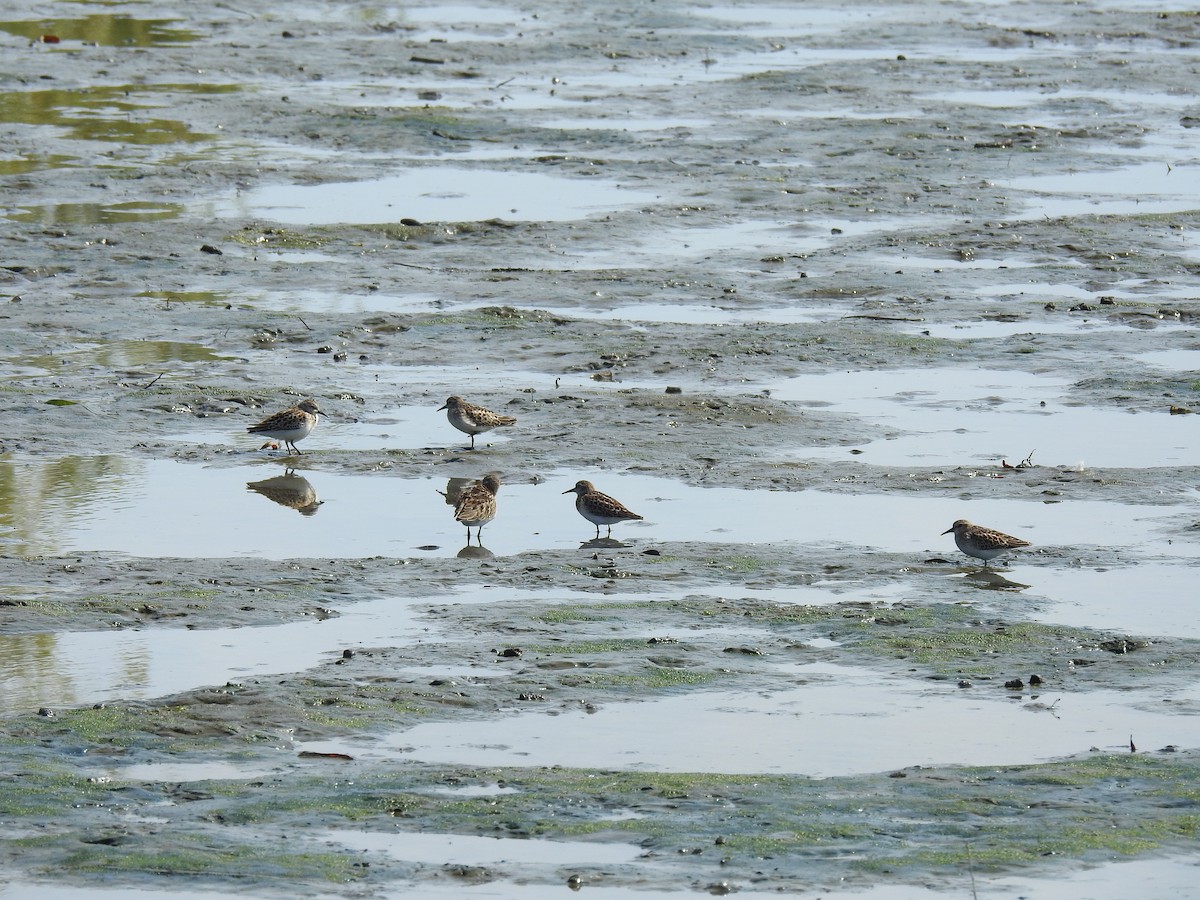 Least Sandpiper - ML480083351