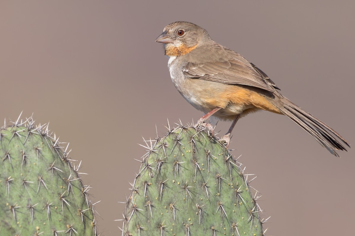 White-throated Towhee - Dubi Shapiro
