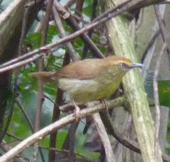 Pin-striped Tit-Babbler - ML48008611