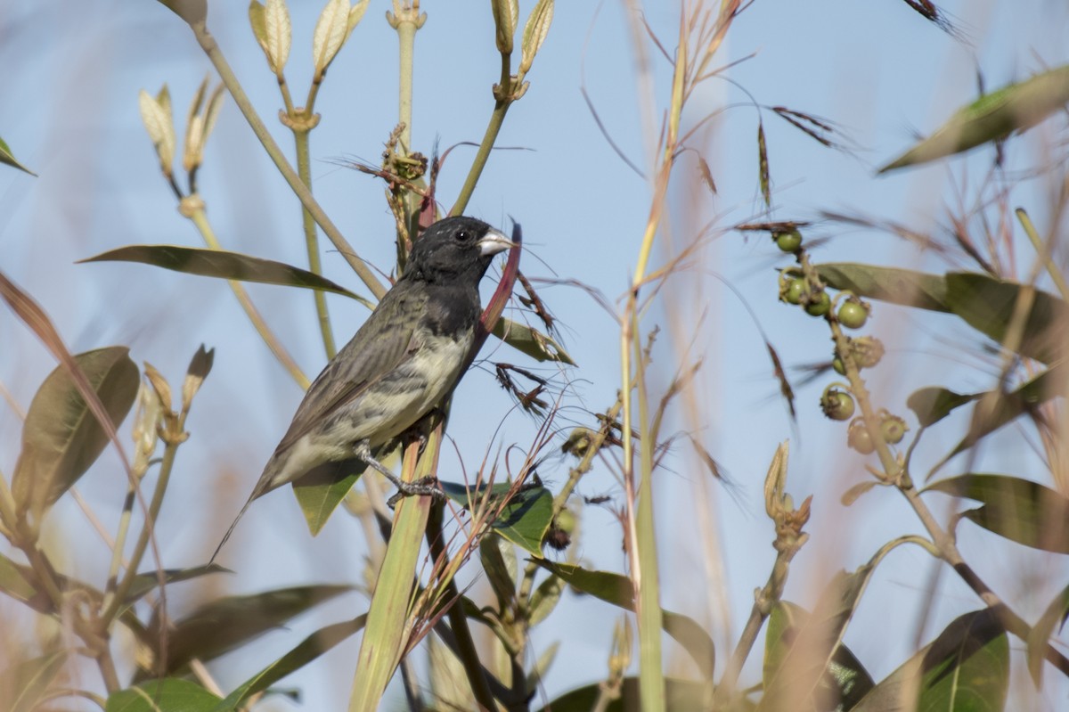 Yellow-bellied Seedeater - ML480086711