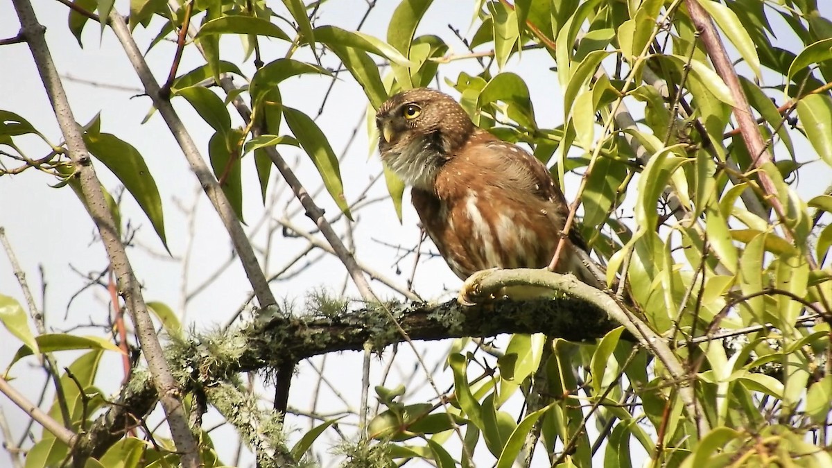 Ferruginous Pygmy-Owl - ML480087341