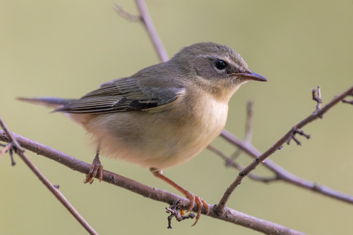 Black-throated Blue Warbler - ML480088521