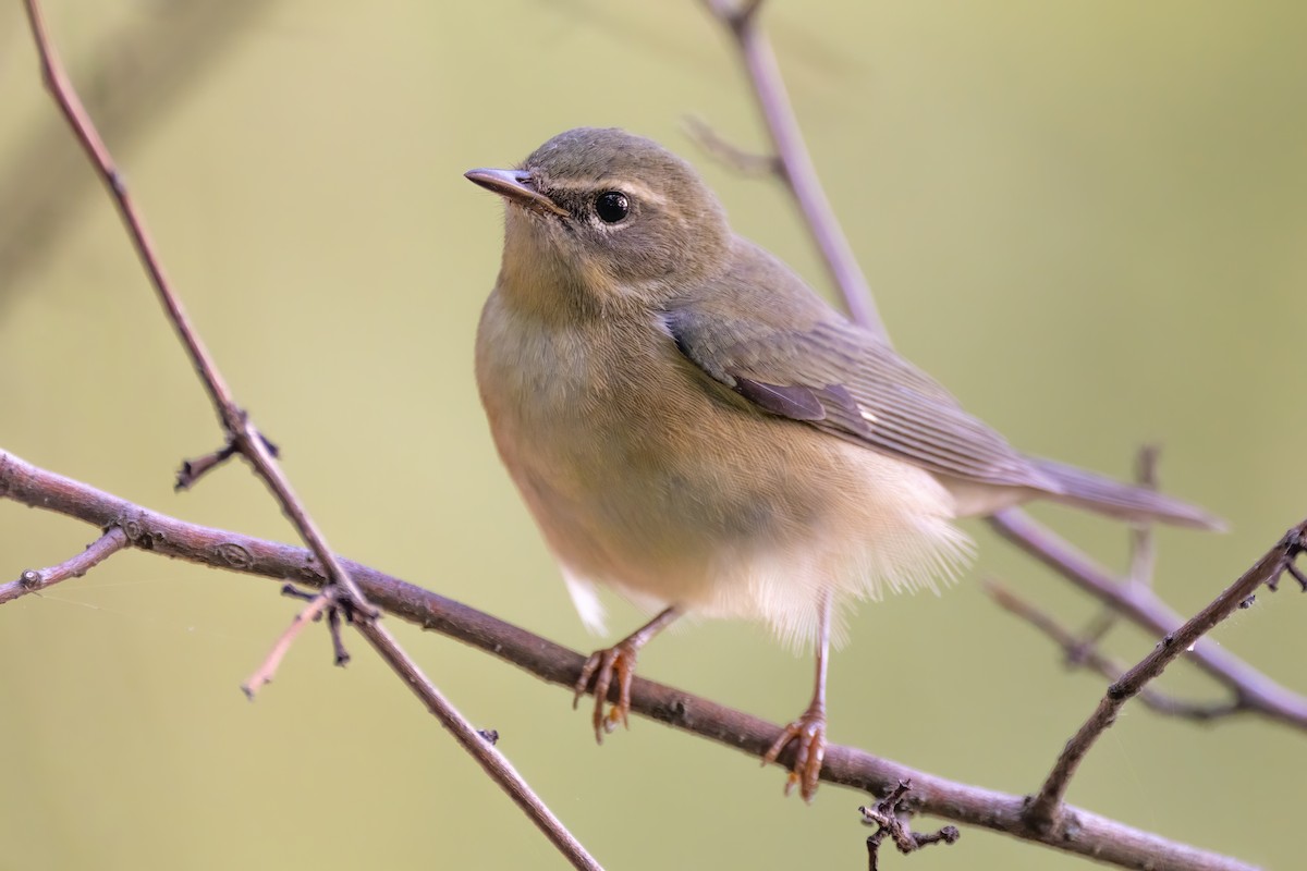 Black-throated Blue Warbler - ML480088551