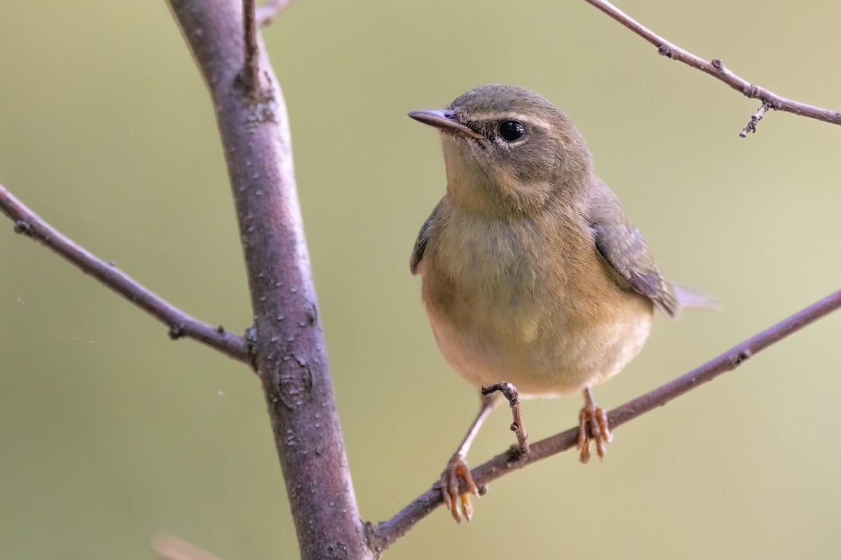 Black-throated Blue Warbler - ML480088571