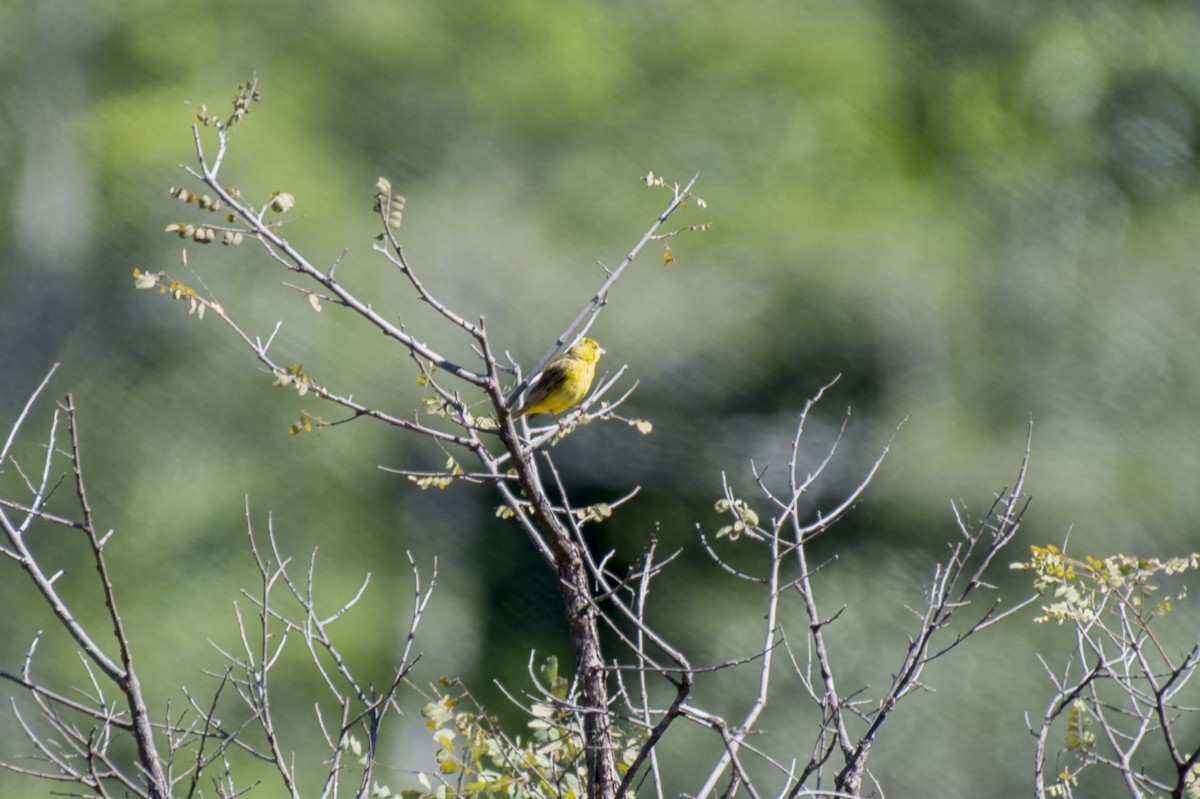 Stripe-tailed Yellow-Finch - ML480089791