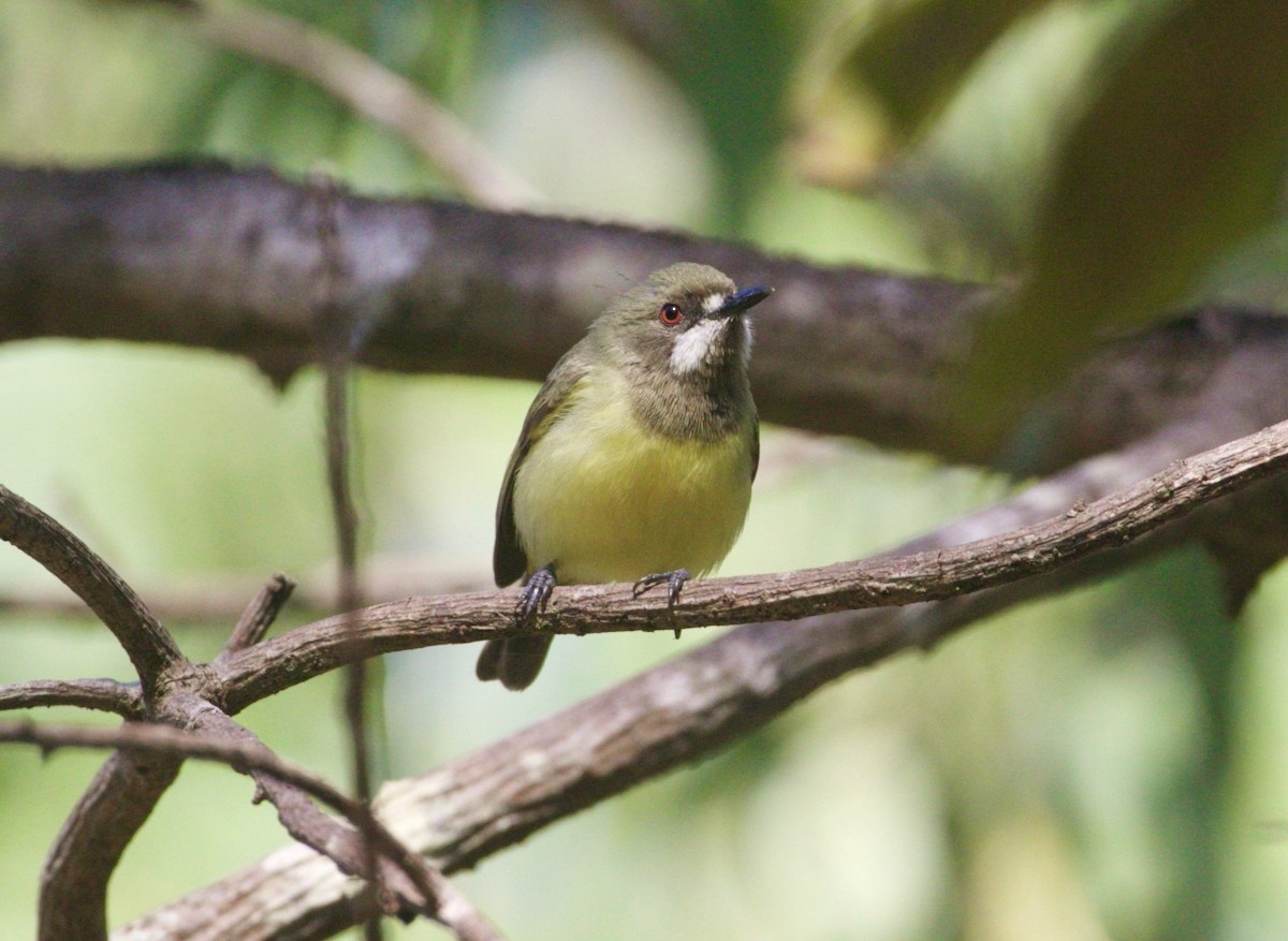 Fairy Gerygone (Black-throated) - ML480089981