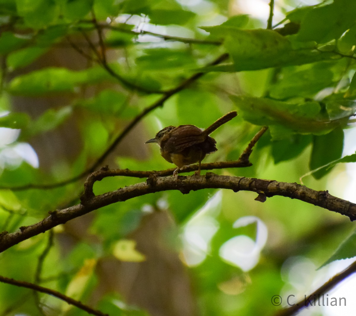 Carolina Wren - ML480090231