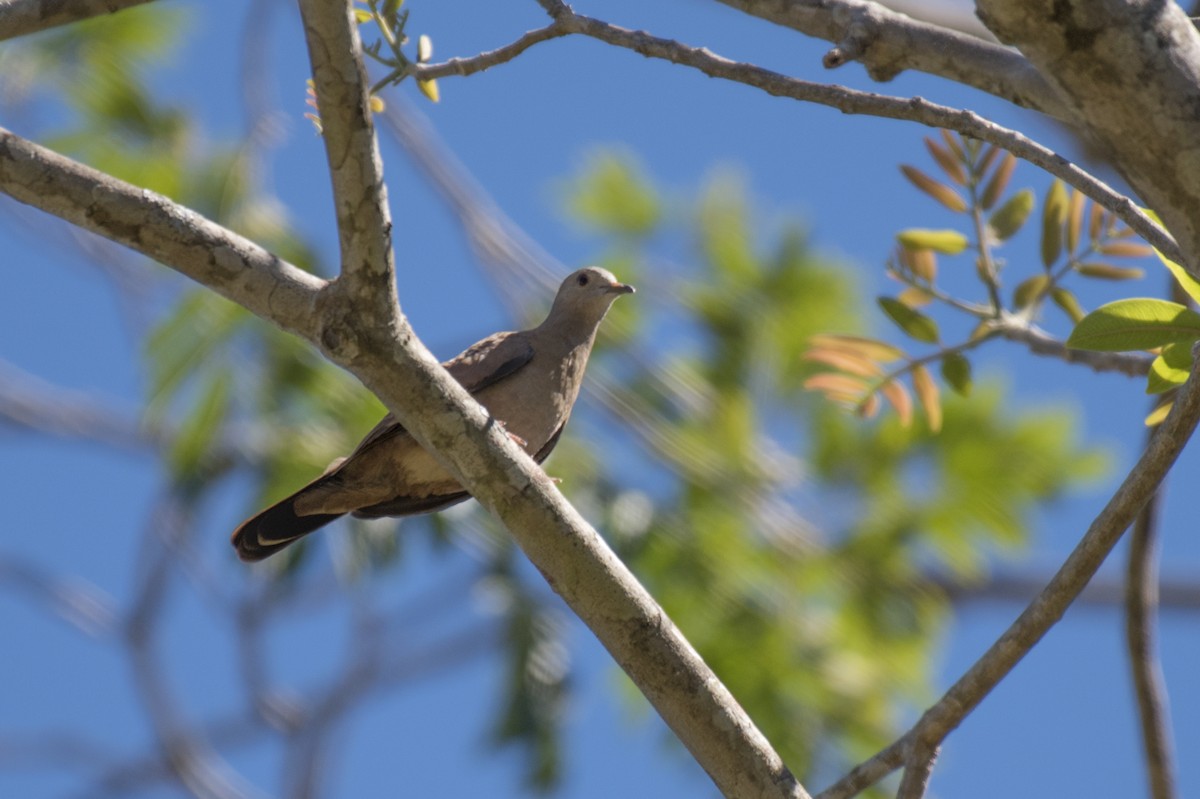 Ruddy Ground Dove - Marcelo  Telles