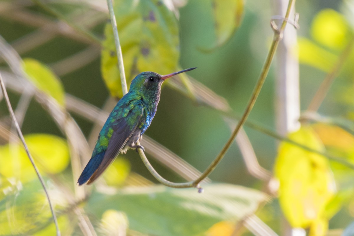 Glittering-bellied Emerald - ML480090821