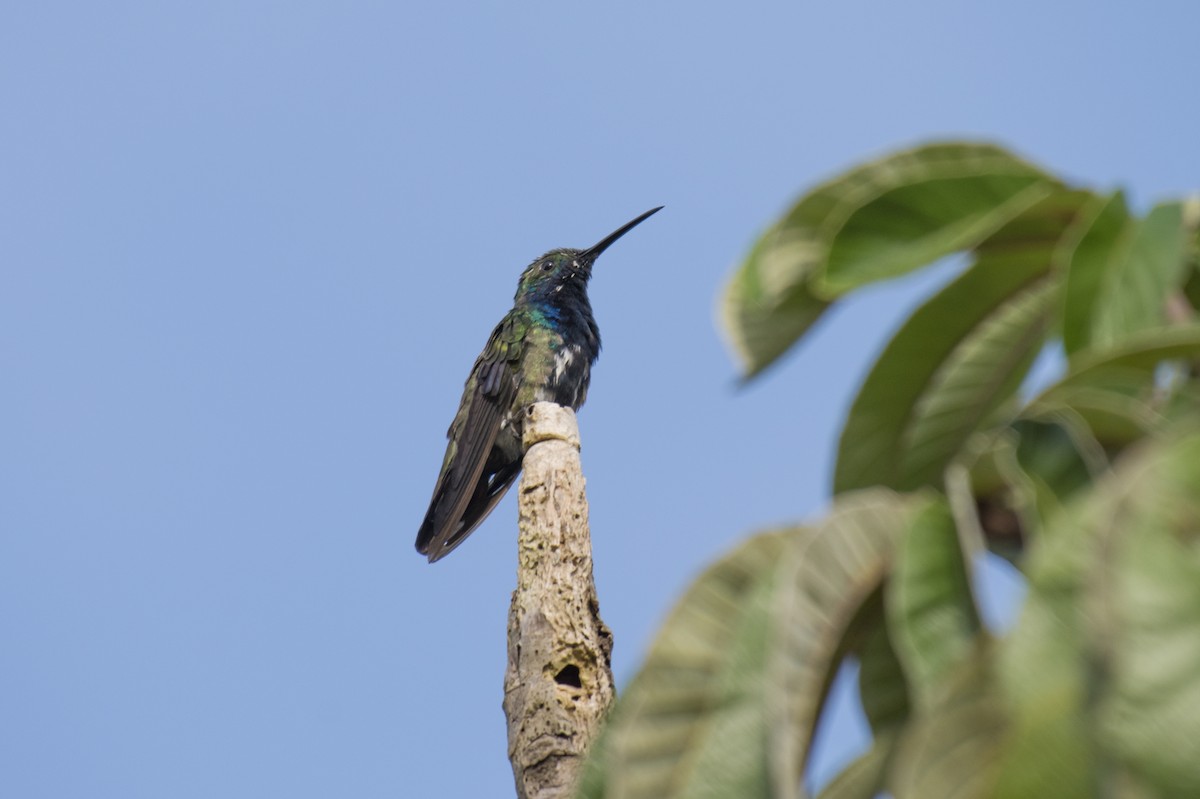 kolibřík tropický - ML480091131
