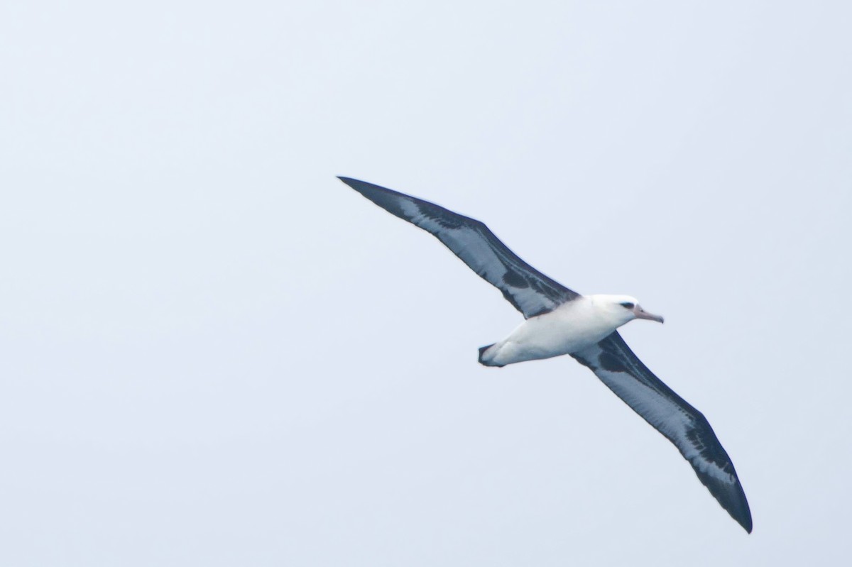 albatros laysanský - ML480091921