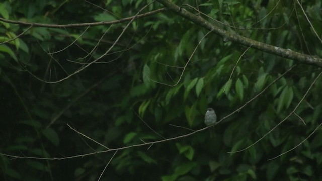 Bulbul à ailes vertes - ML480092