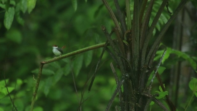 Rufous-tailed Tailorbird - ML480093