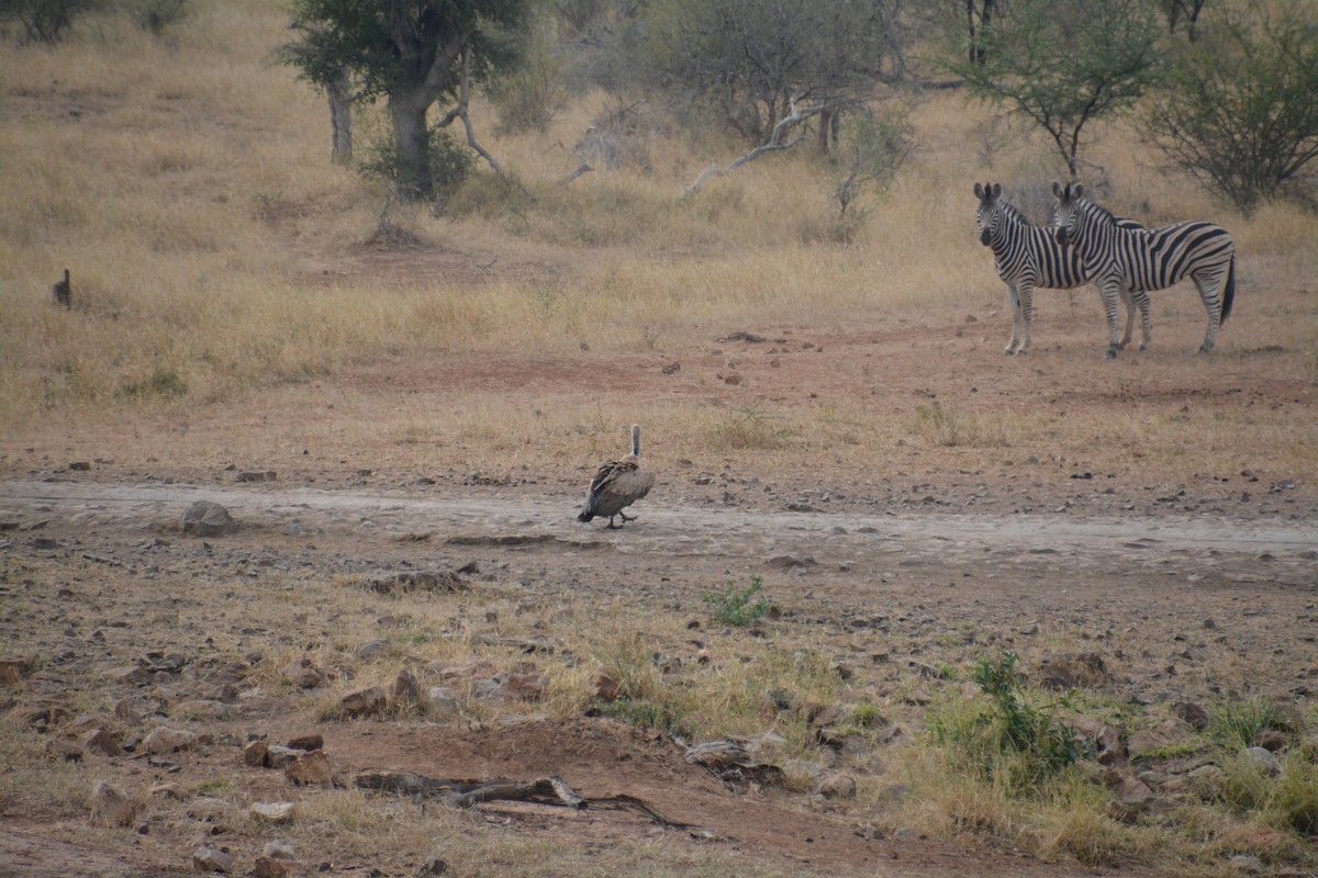 White-backed Vulture - ML480094711