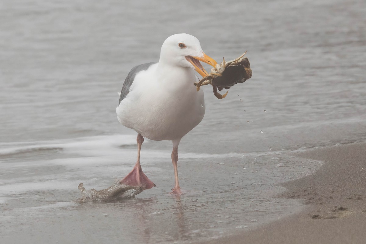 Western Gull - John Scharpen