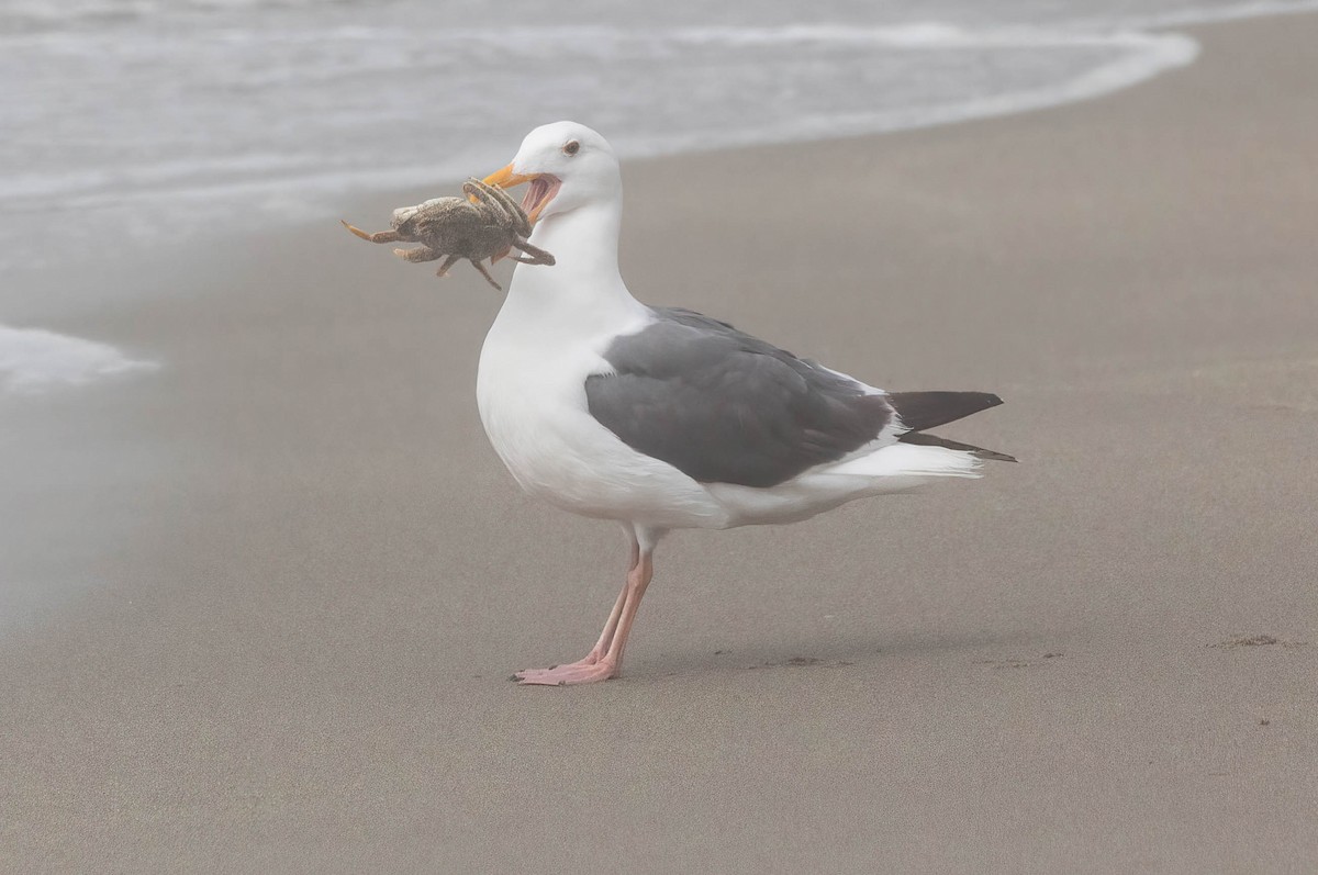 Western Gull - John Scharpen