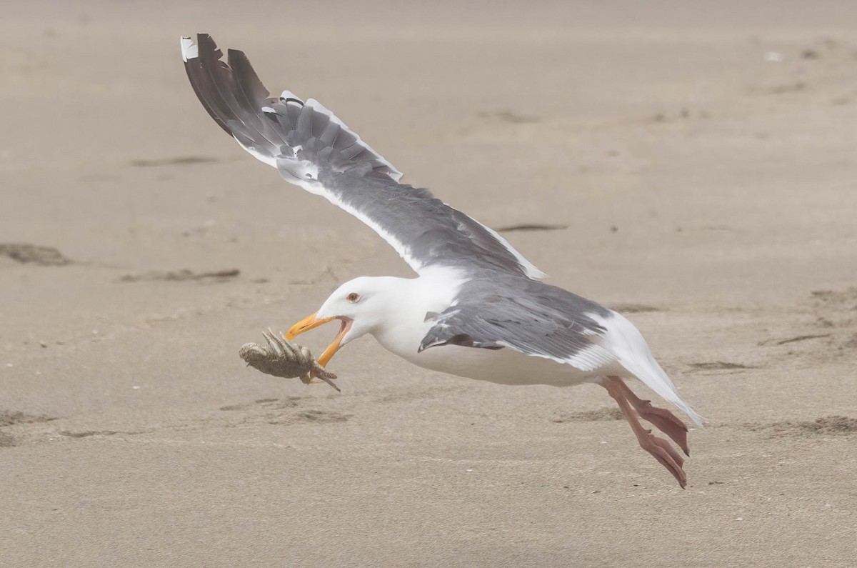 Western Gull - John Scharpen