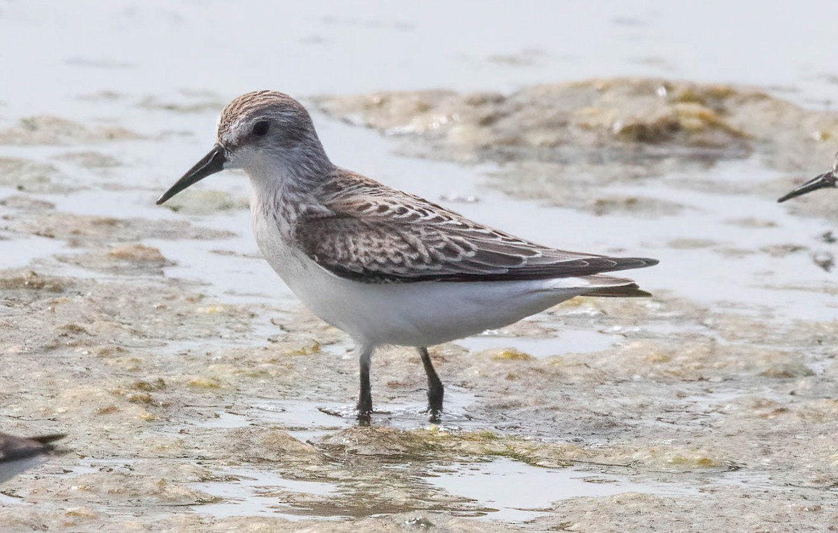 Western Sandpiper - John Scharpen