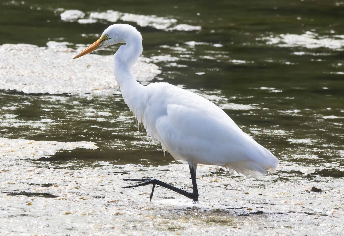 Great Egret - John Scharpen