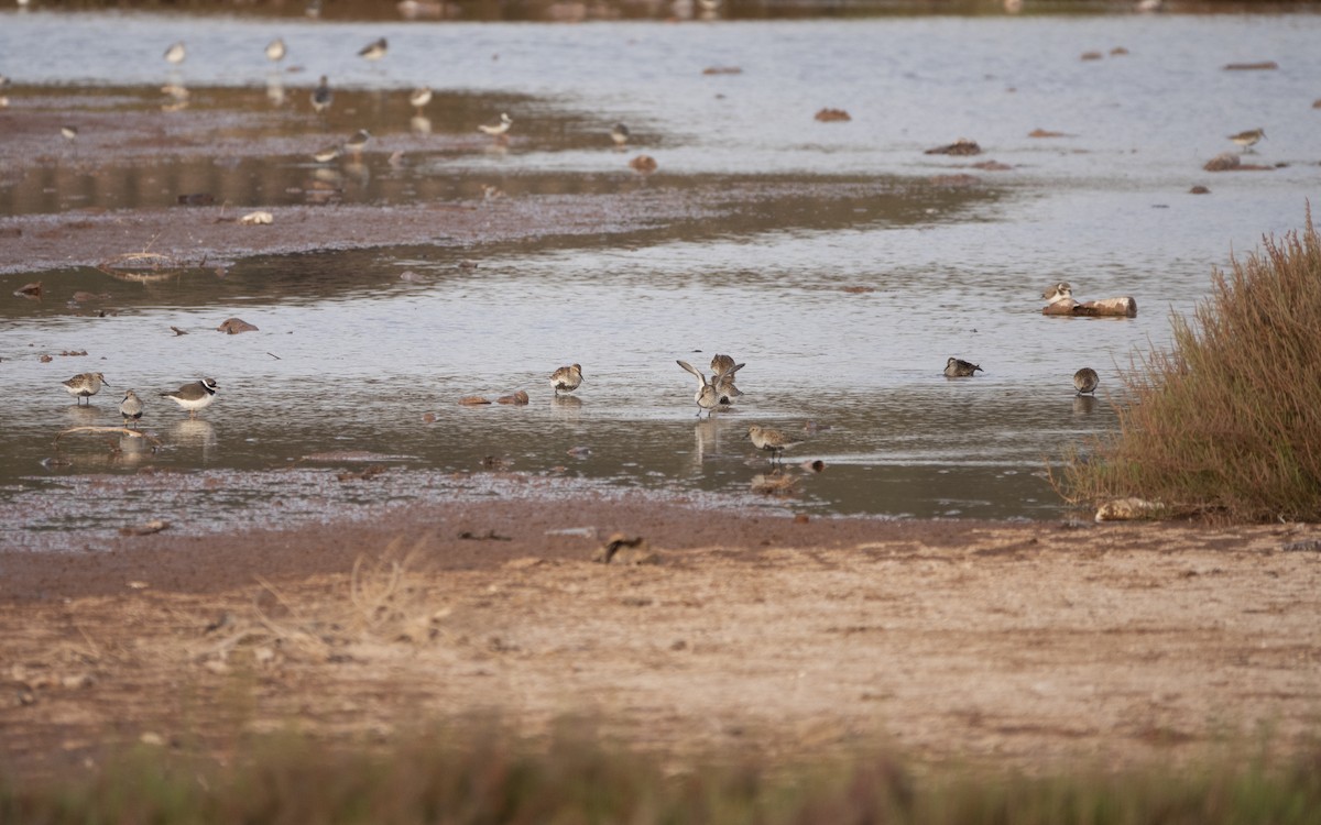 Dunlin - ML480095921