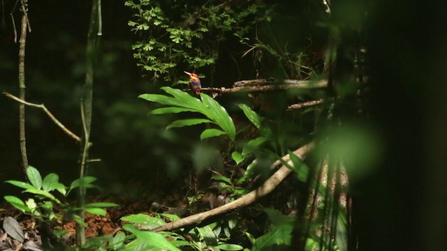 Rufous-backed Dwarf-Kingfisher - ML480097